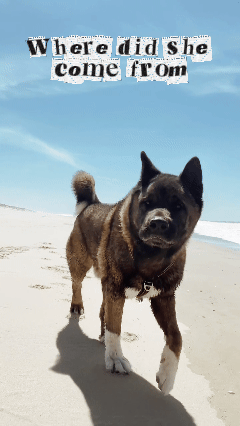 TRAIL HAPPY — Akita Pin $13