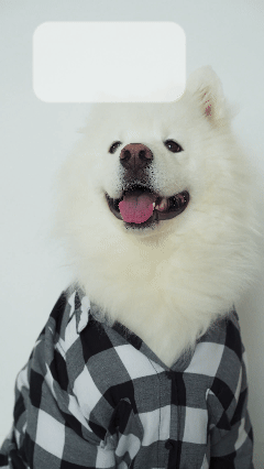 KACHOW — Samoyed Pin $13